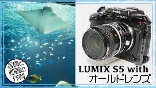 LUMIX S5にオールドレンズNIKKOR･35mmF2をつけて撮影。水族館へ行った際に写真と動画の作例を紹介。また、FマウントのレンズをLマウントにつけるためのアダプタなども紹介します。