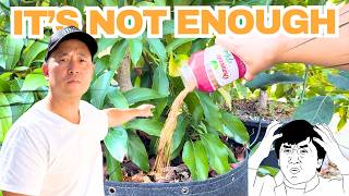 Fertilizing container plants. You are not adding enough!