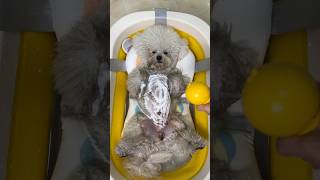 Pedicure Adorable Bichon Frise's Dog Asmr Grooming 😍🐕 #shorts #dog #trending #animals #pets #asmr