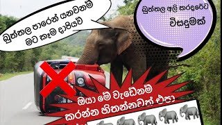 බුත්තල පාරේ අලි සෙල්ලම්|අලින්ගෙන් බේරෙමු|ඔයා මේ ගැන දැන් ඉදලවත් දැනුවත් වෙන්න|elephant attack