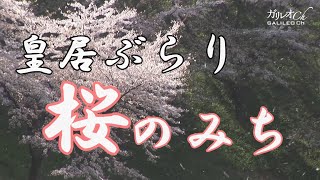 【日本の美】皇居ぶらり　桜のみち【ガリレオCh】