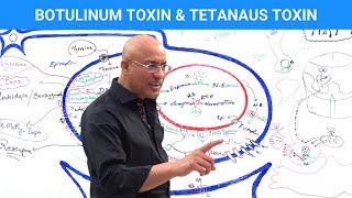 Botulinum Toxin & Tetanus Toxin Mechanism