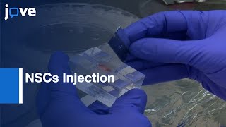 Neural Stem Cells (NSCs) Injection in conditions of Chronic EAE | Protocol Preview