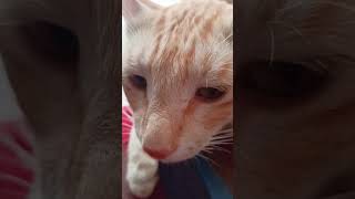 cat vlog/ #catreaction #cat react #funny cat # my cat is pregnant/ #shorts #youtubeshorts #catvlog