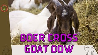 BOER CROSS GOAT DOW Information and Raising! (