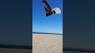Fantastic RC Flying Bird Go Go Bird Eagle #shorts