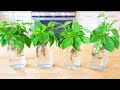 How to Grow Basil from Cutting #Shorts 