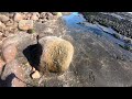 ammonites collecting trip to sandsend....