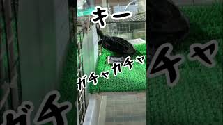 外生活音過敏症クサガメもみじ🍁#クサガメ