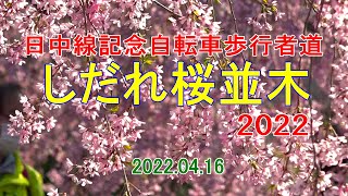 20220416日中線記念自転車歩行者道しだれ桜並木