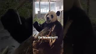 Cute panda video 干净利落的吃笋#panda #shorts #reels #animals #lovely#eating #eatingshow #eatingsounds