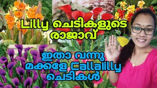 🥰💥😱Lilly ചെടികളുടെ രാജാവ് സ്വന്തമാക്കാം ഇപ്പോൾ | TipS noW.