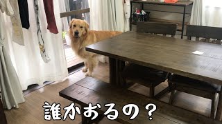 主人の留守中は番犬の血が騒ぐゴールデンレトリバーベンツ。