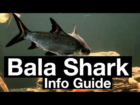 Care Guide: Bala Shark Aquarium - Size & Community? Care Guide: Bala Shark Aquarium - Size & Community?
