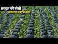 तरबूज की खेती कब और कैसे करें? Tarbuj Ki Kheti Kab Aur Kaise Karen |ageti Tarbuj Ki Kheti Watermelon