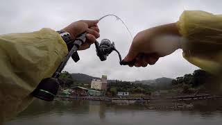 雨中黑鱸