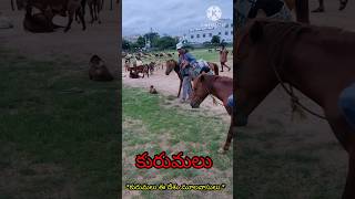 మూల వాసులు కురుమలు | kurumalu | roots of kuruma | gots| గొర్రెలకాపరి