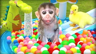 Baby Monkey Chu Chu Plays Water Park With Puppies And Eats Ice Cream So Yummy