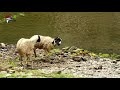 sheep crossing river