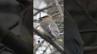 Sleepy Cedar Waxwing