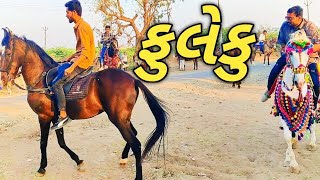 લગ્ન નું ફુલેકુ કાઠિયાવાડી ઘોડા  ઉડે તોજ હાં 🐴||kathiyawadi horse 🐴