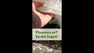 Avhärdning för plantor du odlat upp. Utplantering? Ta det lugnt! - Trädgårdshacks med GardenR