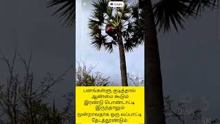 பனை மரத்தின் கள் குடிச்சி பார்