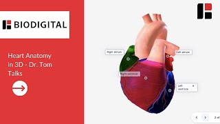 Heart Anatomy in 3D - Dr. Tom Talks