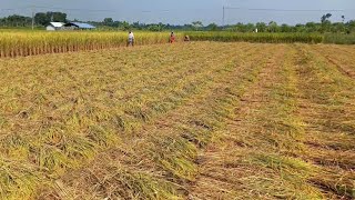 Determining Arsenic Threshold Limit in Paddy Soil