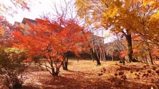 (空撮bebop2)(世界遺産)紅葉の河口湖と富士山 Mt. Fuji【ひげじじいの若かりし頃～】