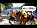 愛犬とsupのすゝめ【草木湖】