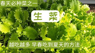 【生菜种植】生菜春天必种菜  没有虫害  容易种植适合新手 II  生菜越吃越多  从春天吃到夏天的方法