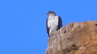 Bonelli's eagle on a first date עיט ניצי, זוג בדייט ראשון ボネリークマタカ نسر بونيلي Bonellis Adler