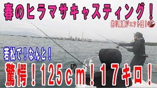 春のヒラマサキャスティング！驚愕！１２５センチ１７キロ！