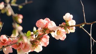 彩りが美しい枝垂れボケの花（中井町葛川沿い）