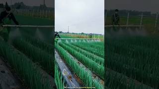 Ingenious Japanese Farming: Rice on Roofs \u0026 Bamboo Pesticide Sprayers! 🌾🏠 #farming #facts