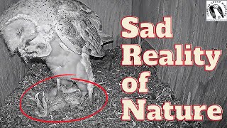 Siblicide in Barn Owls: A Brutal But Necessary Act of Nature. Viewer Discretion Advised