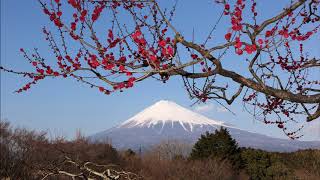 百人一首　 第4歌　田子の浦に　うち出でてみれば　 白妙の富士の高嶺に　雪は降りつつ　山部赤人  The song Hyakunin' isshui poem and card game  no.4