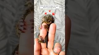 This family adopted an abandoned marmoset and gave it a warm home