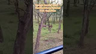 Female Sambar Deer at Ranthambhore National Park