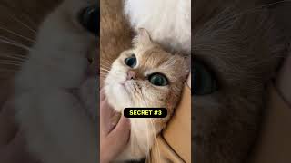 Four secrets that your cats secretly know! 🫣 #catfacts