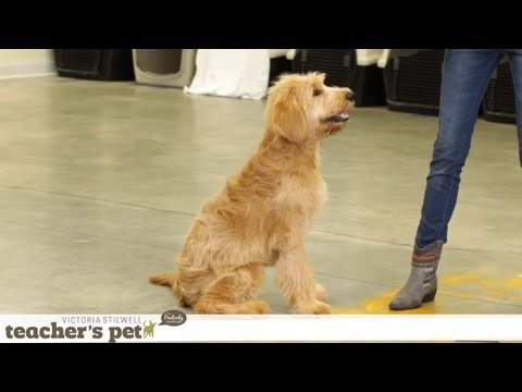 Prevent Your Dog From Food Guarding | Teacher's Pet With Victoria Stilwell Prevent Your Dog From Food Guarding | Teacher's Pet With Victoria Stilwell