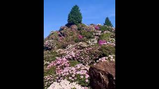 福岡県八女市星野村にある観光スポット『星の花公園のシャクナゲ』