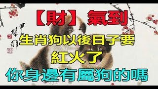 財星入命 求財得財！生肖狗以後日子要紅火了，你家有屬狗的嗎？