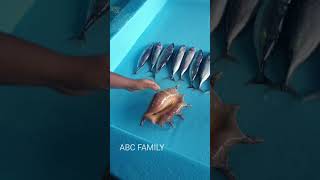 கடல் நத்தை/CONCH/ SEA SNAIL 🐌 #conchshell #seasnail #shorts #ytshorts #shortsvideo  #shortsfeed