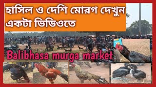 Recent Aseel Murga price update in India#Feko Haat#Balibhasa Haat#Kukru  murga market#Poradih haat.