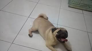 tips melatih anjing dan tips memelihara anjing pug