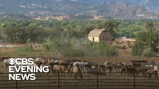 Roundups of wild horses cause controversy
