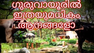 ആനപ്രേമികളുടെ താവളം? ഗുരുവായൂരപ്പന്റെ മണ്ണിൽ ആനക്കോട്ട? ആനകളുടെ എണ്ണം? അവസ്ഥ?