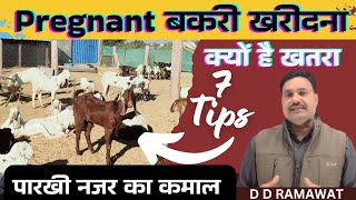 Pregnant बकरी खरीदना क्यों है खतरा 👉🏽 7 Tips बकरी पालन कैसे शुरू करें bakri palan kaise shuru karen